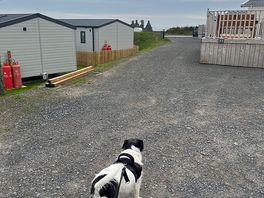 Myself and daisy exploring the site . daisy making some pals 🐶