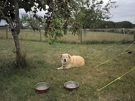 Dogs chilling