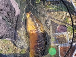 Good looking fish.
