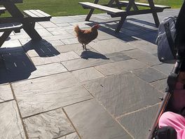 Maceys new friend the hen
