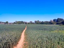 Walking to & from the village through westfield.