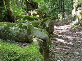 Sentiero nel bosco..