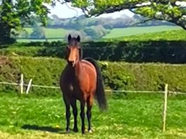 Horse