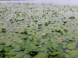 Beautiful lake
