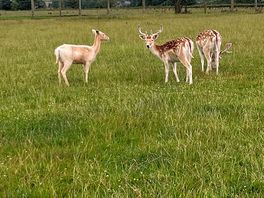 Farm animals