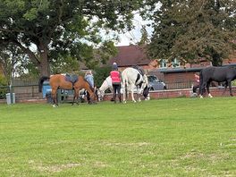 Horses on site.