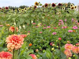 Flower farm onsite, it would have been nice to have an honesty box and pick a small posy !