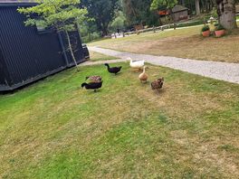 We had some little friends to visit us