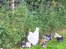 Funny legs chicken :))