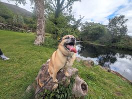 River walk with the doggo
