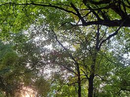 Green spaces