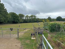 View of sheep and goat field