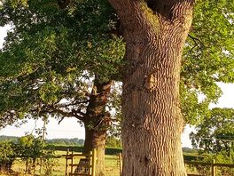 Lovely big tree on the site