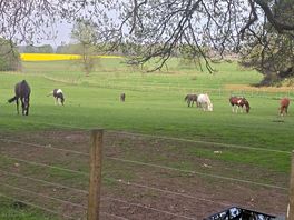 Beautiful horses