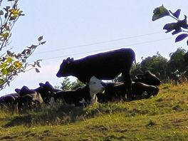 Said hi to our neighbours