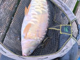From lake all fish about the same size