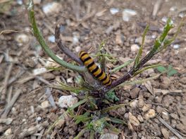 Alice in wonderland type caterpillar