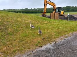 Digger and geese