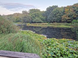 Small lake in grounds