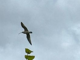 First time of seeing a curlew