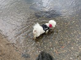 Rosie in the loch!