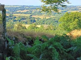 View from clearing