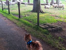 Walked the dog up and down the lane.