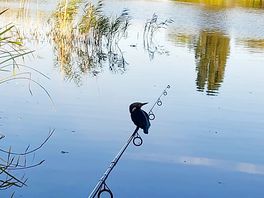Kingfisher sitting on the fishing rod.