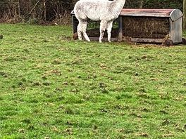 A slightly unsociable local 😂