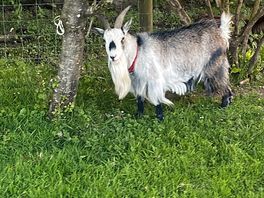 Crazy guard goat 🤣