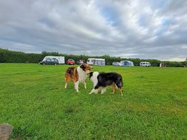 Our dogs had fun