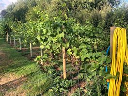 Vineyard behind our tent
