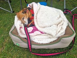 Daisy enjoyed the peace and quiet as much as we did.
