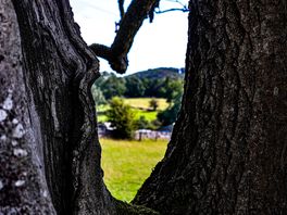 A local walk