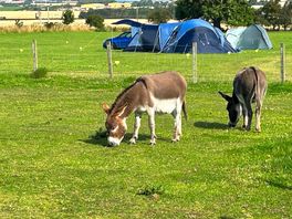 Donkeys on site