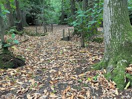 Woodland walk around the site,perfect for a little stroll.