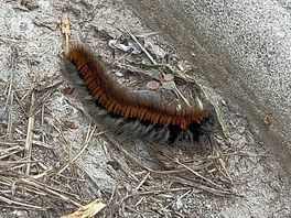Caterpillar spotted by our children on main path inside the holiday park