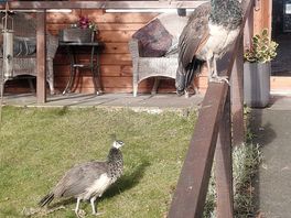 Peacocks