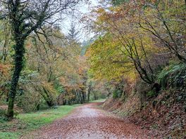 Cardinham woods
