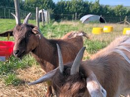 2 of the lovely goats.