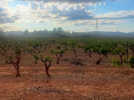 Vineyards on drive in