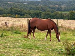 Views of the animals on site