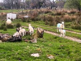 Neighbours