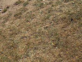 No grass pitch
