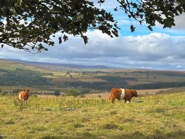 Fields behind site