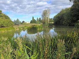 Beautiful pond