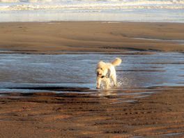 Dog life. skegness near by.