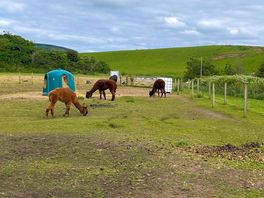 Behave alpaca’s waren er ook geiten, kippen en een ezel
