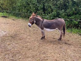 Hello donkey