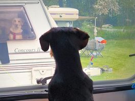 Dog friendly